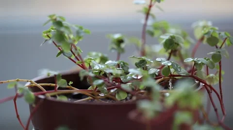 Pouring flower, macro shot with soft focus Stock Footage 42087612
