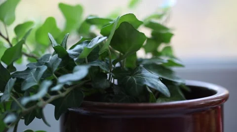 Pouring flower, macro shot with soft focus ( HD, high definition 1080p) Stock Footage 42087647