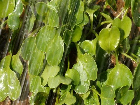 Pouring a fresh plant from a watering can Stock Footage