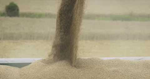 Pouring grain onto a semi-trailer, close-up, 4K Stock Footage 257342658