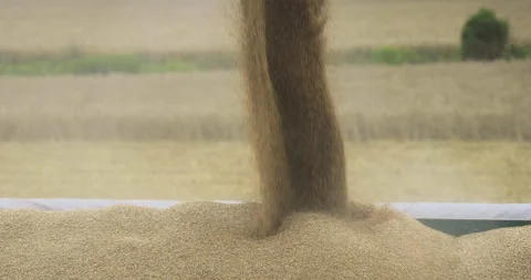 Pouring grain onto a semi-trailer, close-up, 4K slomo Stock Footage 257344135