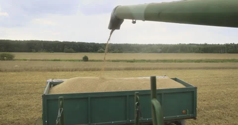 Pouring grain onto a trailer, 4K Stock Footage 257341670