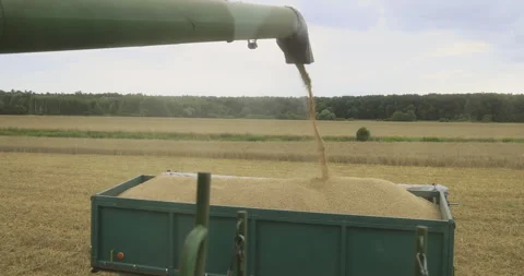 Pouring grain onto a trailer, 4K Stock Footage 257348958