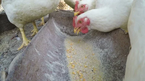 Pouring grains in a trough and chicks eating at a farm Stock Footage 81546485