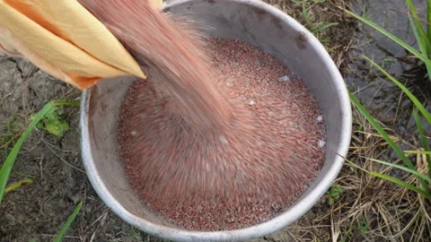 Pouring Granular fertilizer 스톡 동영상 332557222