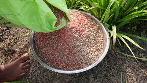 Pouring Granule Fertilizer Stockbeeldmateriaal 332537903