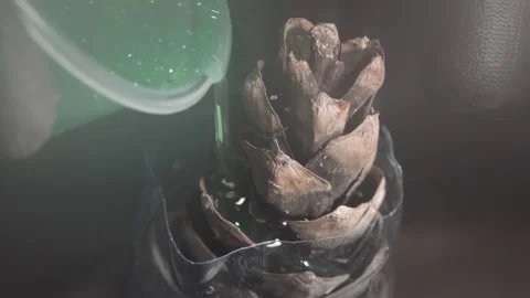 Pouring Green Epoxy Resin on Pine Cone in Mold Macro Stock Footage 346693908