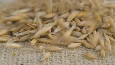 Pouring oat grains onto burlap Stock Footage 137754361