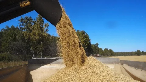Pouring Oats into Tractor Trailer Stock Footage 100264019