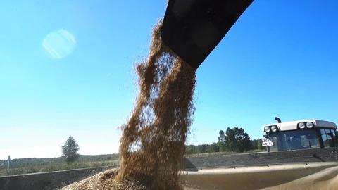 Pouring Oats into Tractor Trailer Video stock 101471094