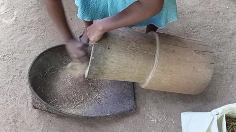 Pouring Pounded Millet into Bamboo Winnowing Basket Stock Footage 340051548