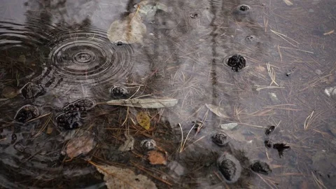Pouring Rain In Autumn Видео 73282866