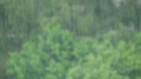 Pouring Rain Drops on Blurred Green Trees Background on a Summer Day. Stock Footage 109679983