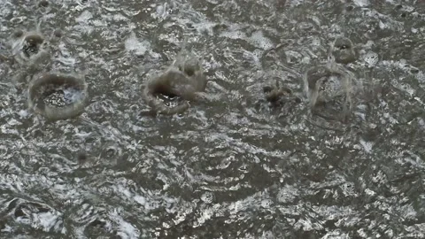 Pouring rain falling with audio Stock Footage 158833825