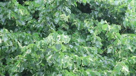 Pouring Rain Vídeo Stock 11315188