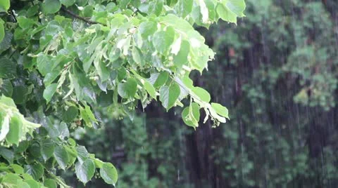 Pouring Rain Vidéo 11322927