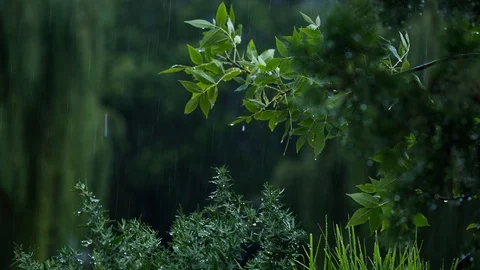 Pouring rain. Stock Footage 97761191