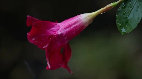 Pouring rain. Stock Footage 97761262