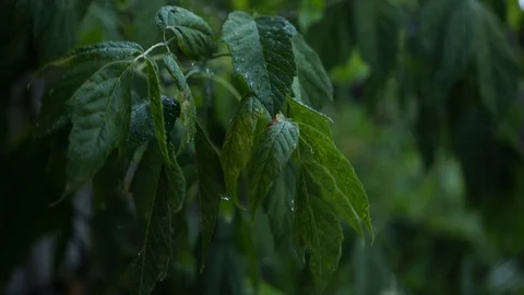 Pouring rain. Stock Footage 97761370