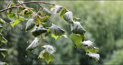 Pouring rain on leaves for design purpose Stock Footage 290171593