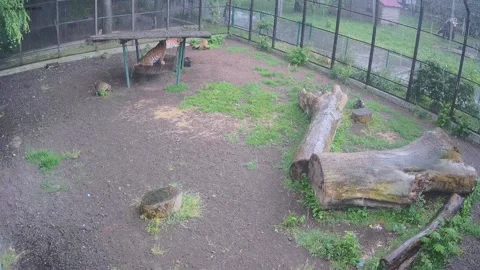 In the pouring rain, one tiger hides under a canopy, another tiger just lies Stock Footage 155432873