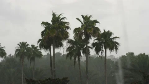 Pouring rain or cloud burst during a tropical storm Video stock 157302214