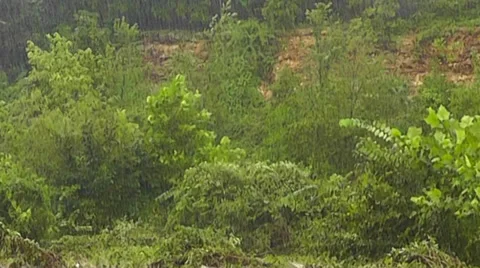 Pouring Rain Storm in the Forest Video stock 27456699