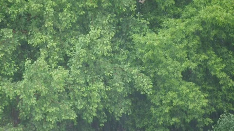 Pouring Rain Tapping on Green Leaves of Wild Apple and Maple Trees Stock Footage 109679935