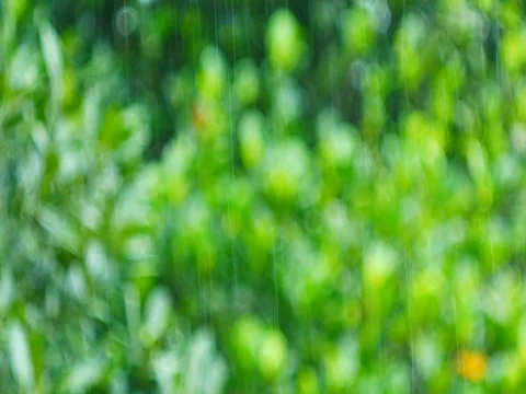 Pouring rain in the tropical rainforest trees blurred background Stock Footage 80417754