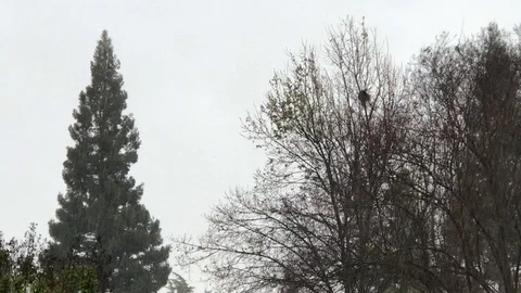 Pouring Rain with Windy Trees Stock Footage 127788811