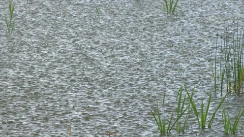 Pouring raindrops drip rain on surface of wetland pond water, wet day Stock-Footage 336761618