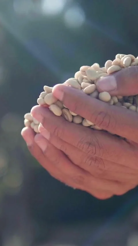 Pouring raw unroasted coffee beans from hands into tray Stock Footage 331928273