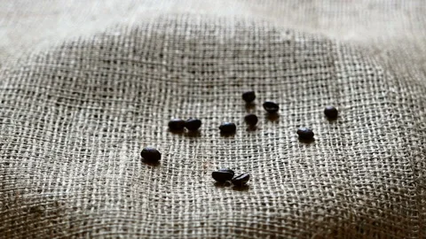 Pouring roasted coffee beans Stock Footage 102653196