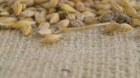 Pouring rye grains onto burlap Stock Footage 137754927