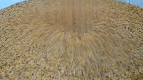 Pouring Sesam Seeds Stock Footage 245542573