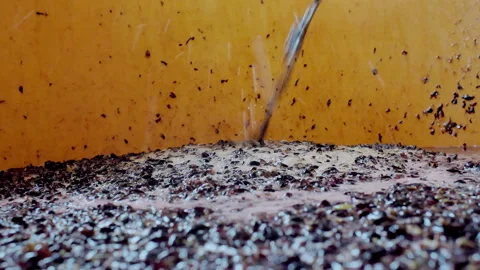 Pouring smashed grape juice in big machinery during harvest Video stock 233893965