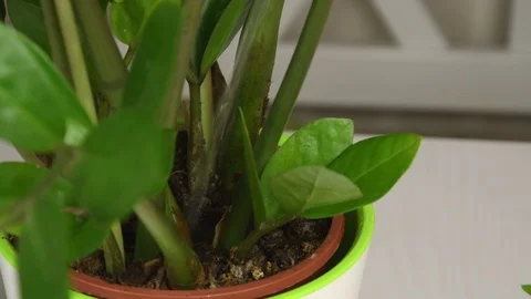Pouring a stream of water over the soil in a flower pot Stock Footage 125185535