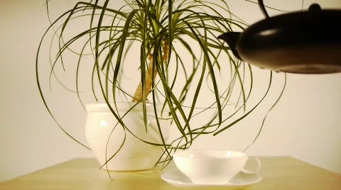 Pouring Tea 2 Stock Footage 664056