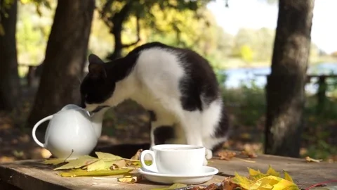 Pouring Tea Stock Footage 70793274