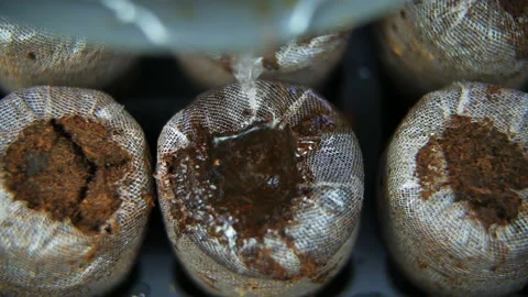 Pouring water on peat pellets tablets in home gardening tray kit for seedlings Stock Footage 144903387