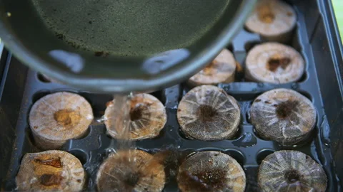 Pouring water on peat pellets tablets in home gardening tray kit for seedlings Stock Footage 144903469