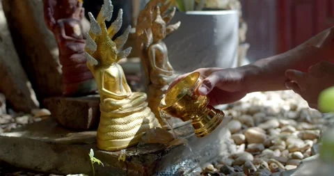 Pouring water under the trees behind the monks to the monks is a Thai belief. Stock Footage 254198230