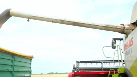 Pouring wheat into a container Видео 142515904
