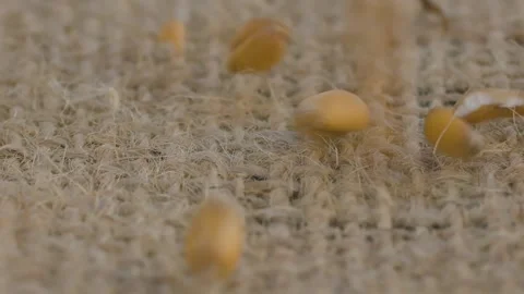 Pouring wheat grains onto burlap Stock Footage 137779126