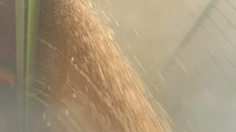 Pouring of the Wheat on a Heap Stock Footage 65804249