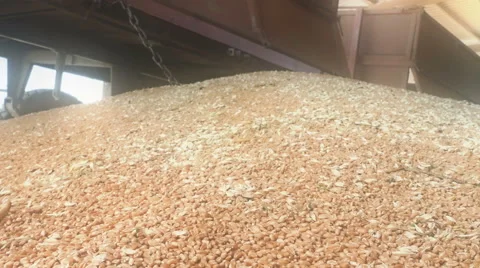Pouring of the Wheat on a Heap Stock Footage 65804787