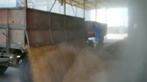 Pouring of the Wheat on a Heap Video stock 65804921