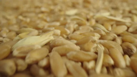 Pouring Wheat into a Pile Stock Footage 236108534