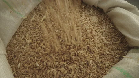 Pouring Wheat into a Pile Stock Footage 236110898