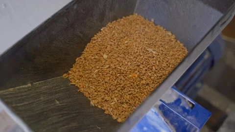 Pouring wheat into the receiver of an electric mill, close-up Stock Footage 313465254